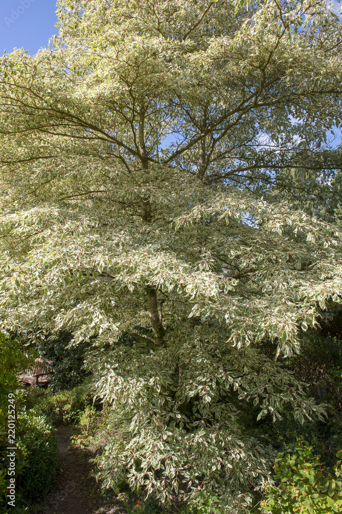 Beautiful leaves of Cornus Controversa 'variegata' tree Beautiful leaves of Cornus Controversa 'variegata' tree