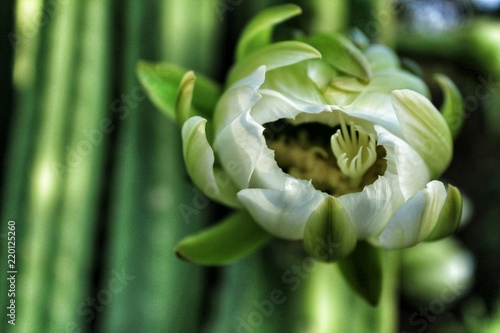 Echinopsis pachanoi white cactus flower photo