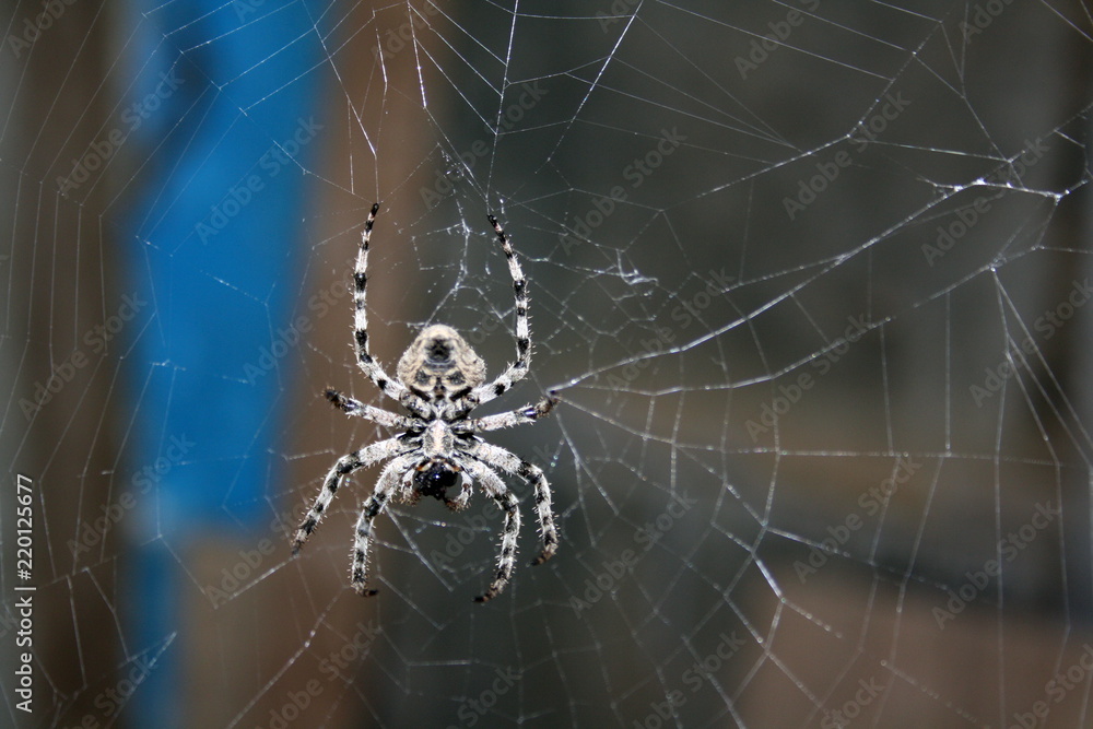 A large female spider (araneus diadematus) wove spider web, and expects prey A large female spider (araneus diadematus) wove spider web, and expects prey