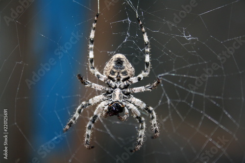A large female spider (araneus diadematus) wove spider web, and expects prey
