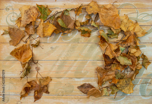 Autumn Leaf Border
