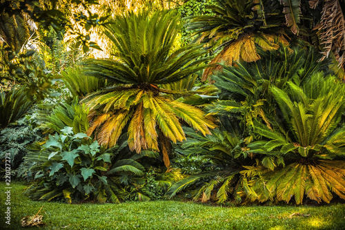 ornamental palm in the park
