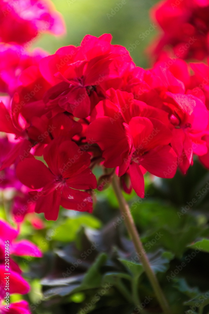 Pelargonie