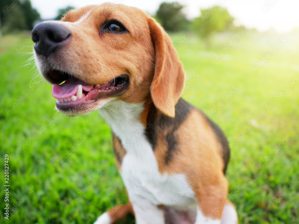 A cute beagle dog smiles.