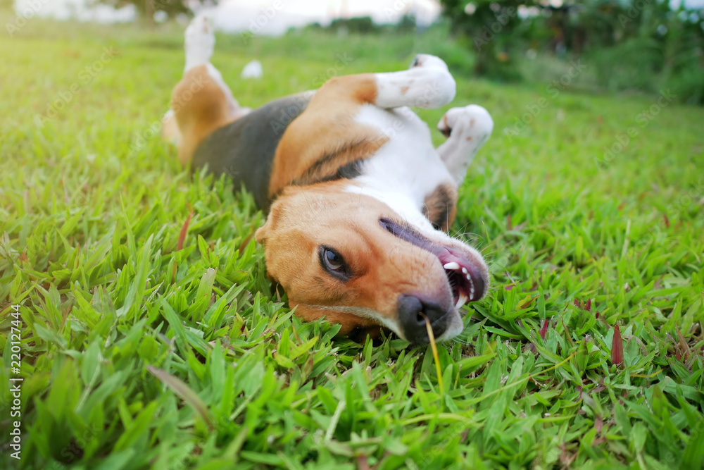 Playful beagle dog lying on the green grass outdoor.