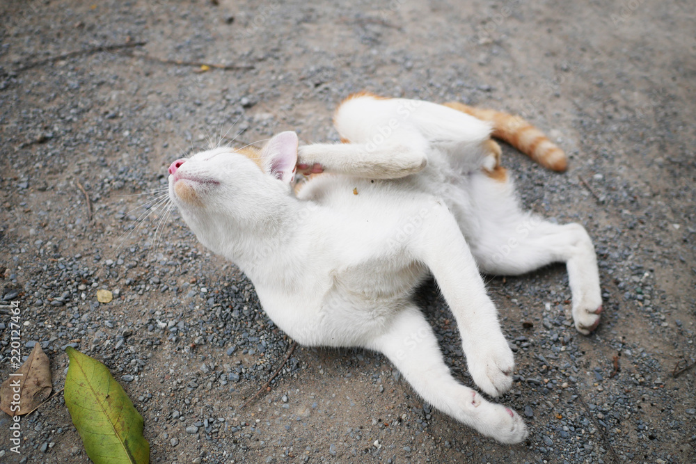 Playful white-brown lying and scratching body. Playful white-brown lying and scratching body.