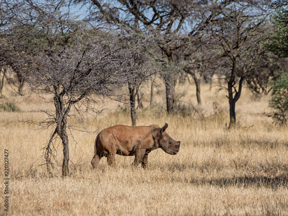 Fototapeta premium White Rhino Calf
