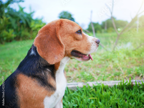 A cute beagle dog sits on the green grass.