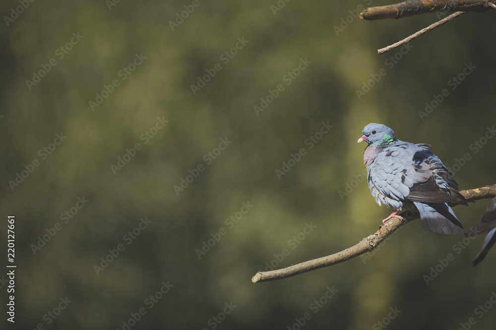 Fototapeta premium Pigeon on branch