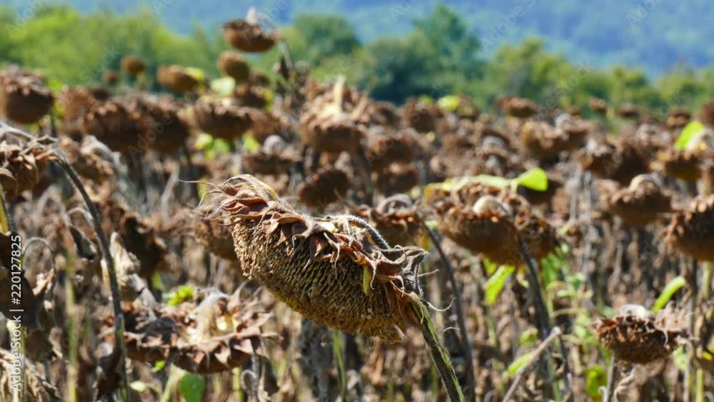Fields of ripe sunflower. Harvest season. Fields of ripe sunflower. Harvest season.