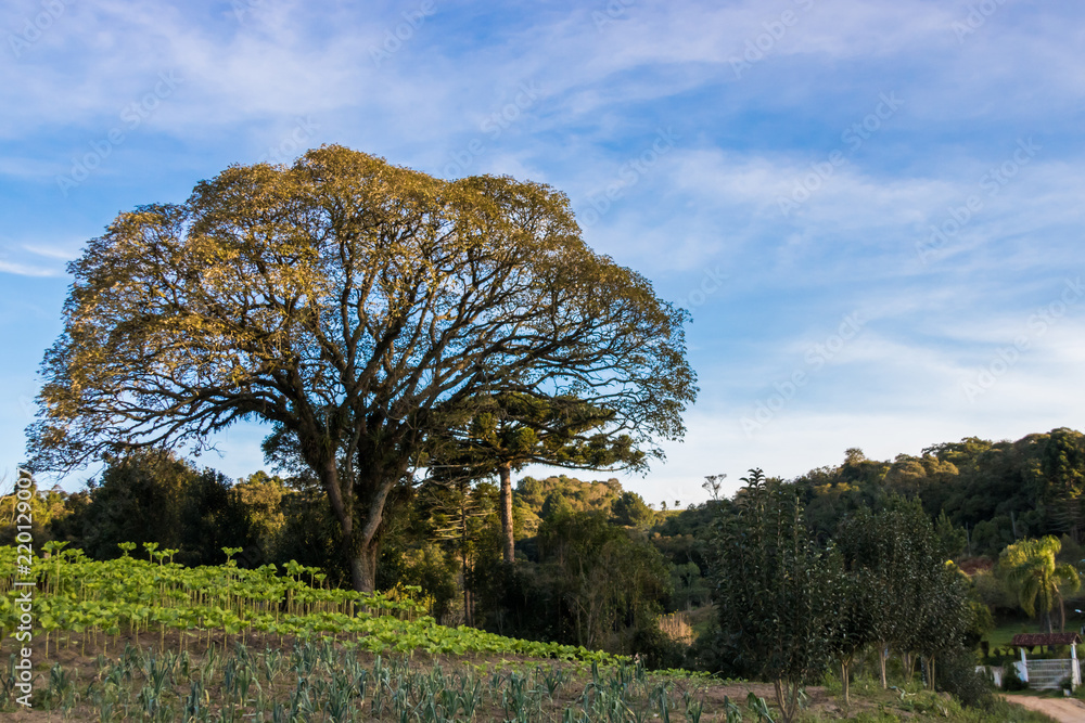 Fototapeta premium Ipê amarelo ao lado de plantação de couve com céu azul