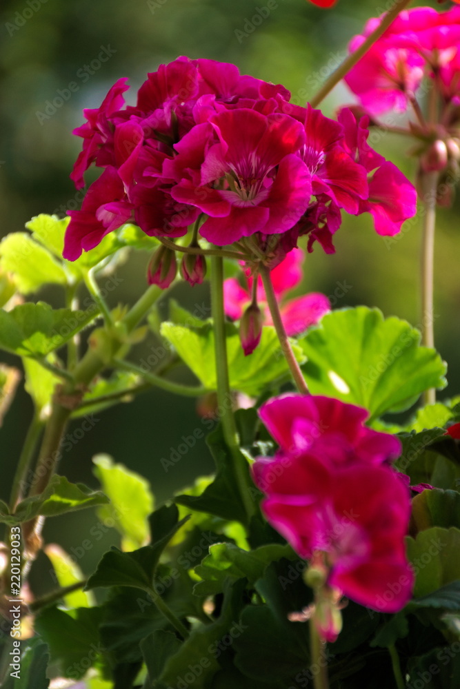 Pelargonie Pelargonie