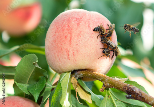 Wasps attacked the harvest of ripe peaches