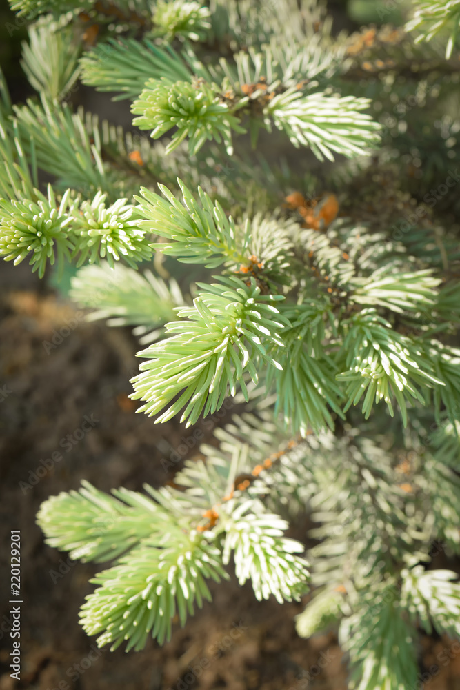 Young blue fir Young blue fir