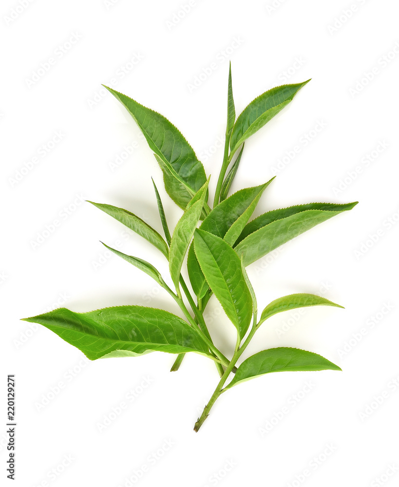 Green tea leaf isolated on white background