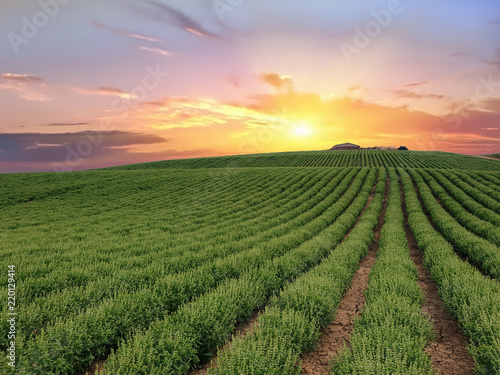 Basil crops at sunrise. Dipsacum (Teasel) flower in Coriano, Emilia Romagna countryside, Italy photo