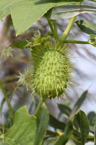 Frucht der Stachelgurke (Echinocystis lobata) - wild cucumber photo