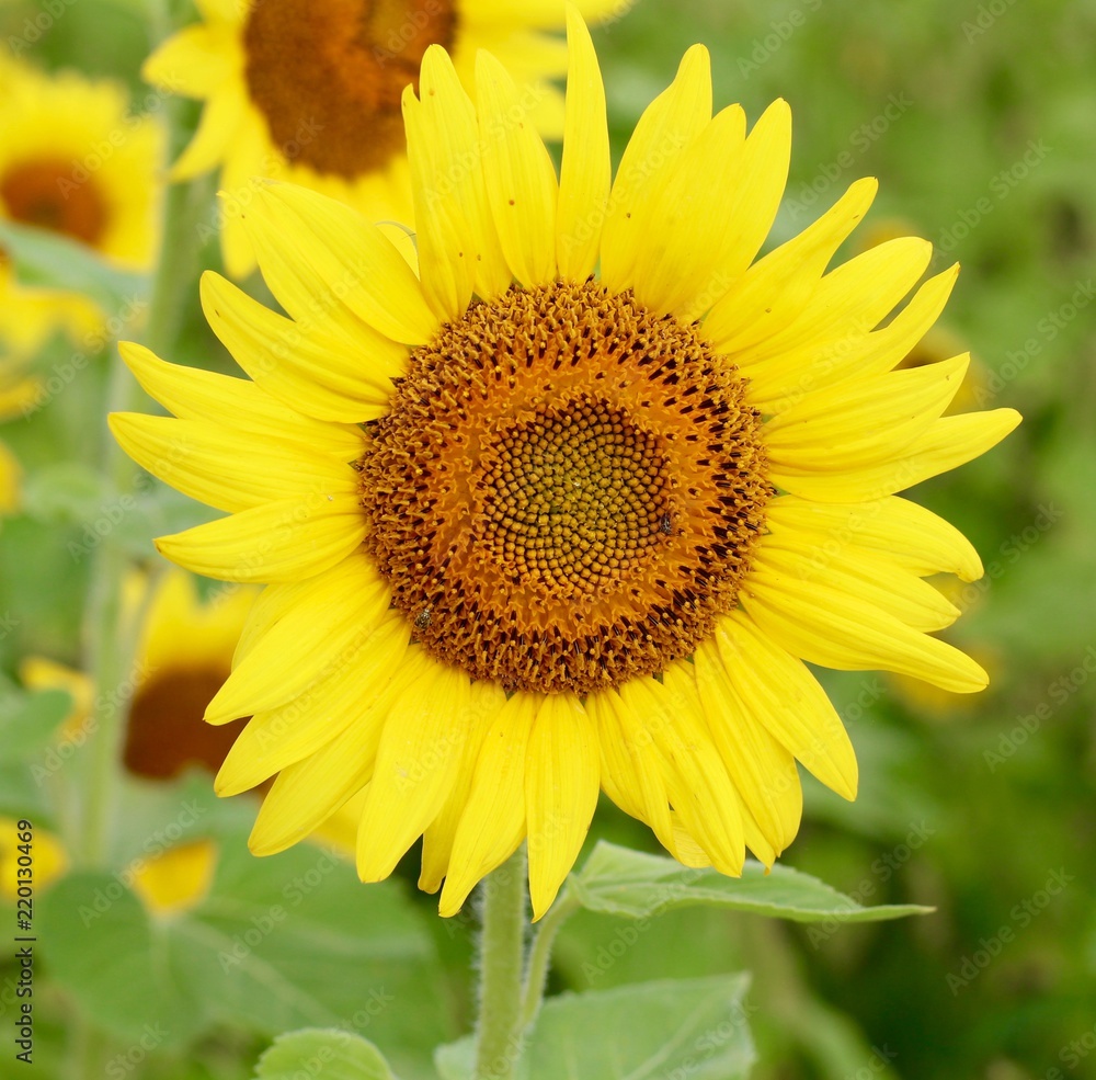 A view of a bright yellow sunflower on a close up view. A view of a bright yellow sunflower on a close up view.