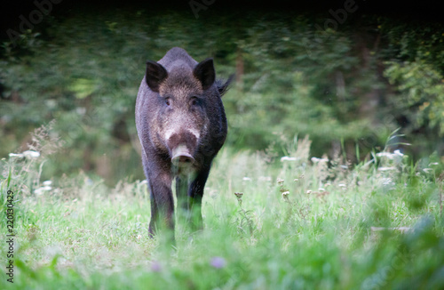 wild boar in its natural habitat