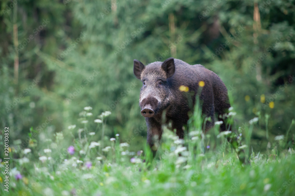 wild boar in its natural habitat wild boar in its natural habitat