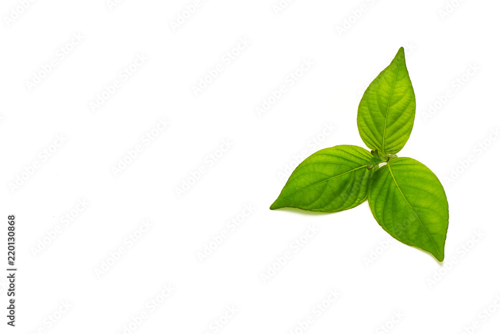 Fototapeta premium Green leaves isolated on white background.