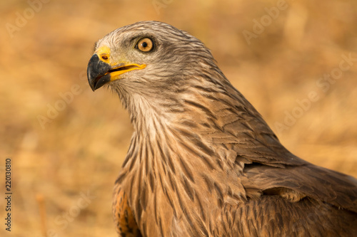 Close-up portrait of a Brown Kite