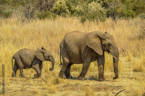 An elephant calf baby following his brother sister in Pilanesberg national park