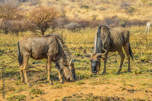 A blue wildebeest calf with mother in Pilanesberg grazing