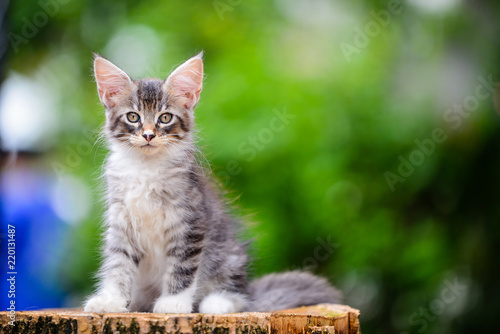 Close up a playful black ticked Maincoon kitten playing a toy on a wooden floor background by red flower and green plant. Brown ticked cat outdoor in evening time.