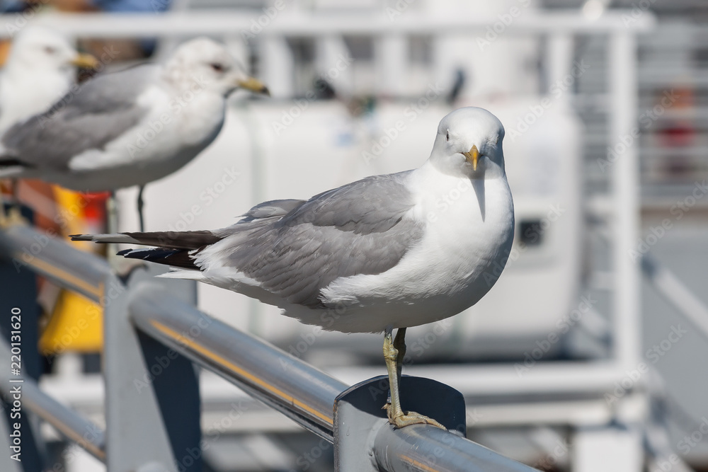 Obraz premium sea gull