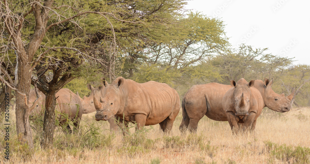 Obraz premium White Rhino Group