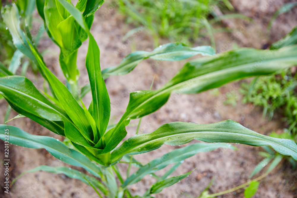 New Corn Plant - Horizontal Detail New Corn Plant - Horizontal Detail