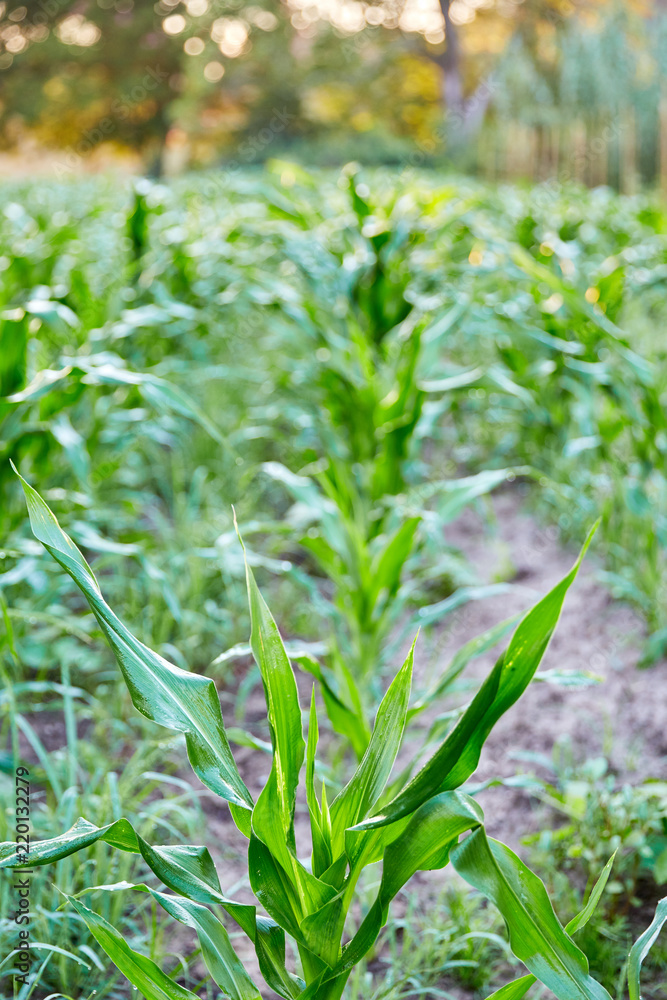 Obraz premium New Corn Field