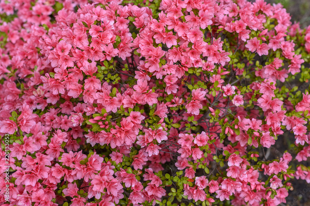 background of red rhododendron flowers
background of red rhododendron flowers
