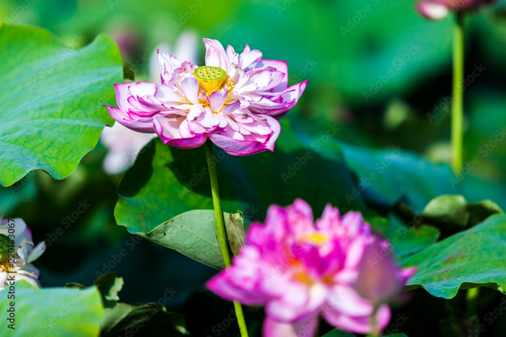Beautiful peony lotus in Jinshan taipei taiwan Beautiful peony lotus in Jinshan taipei taiwan