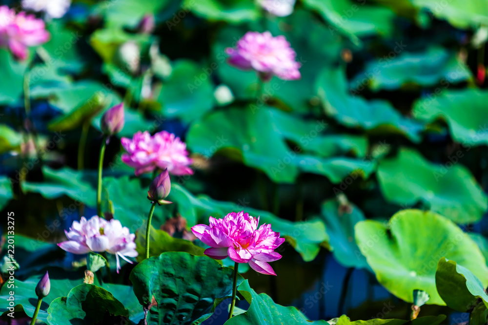 Beautiful peony lotus in Jinshan taipei taiwan Beautiful peony lotus in Jinshan taipei taiwan