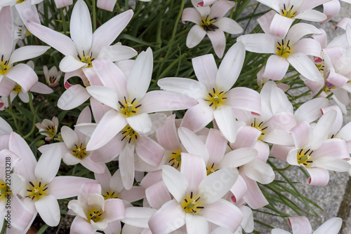 
background of pink tulips