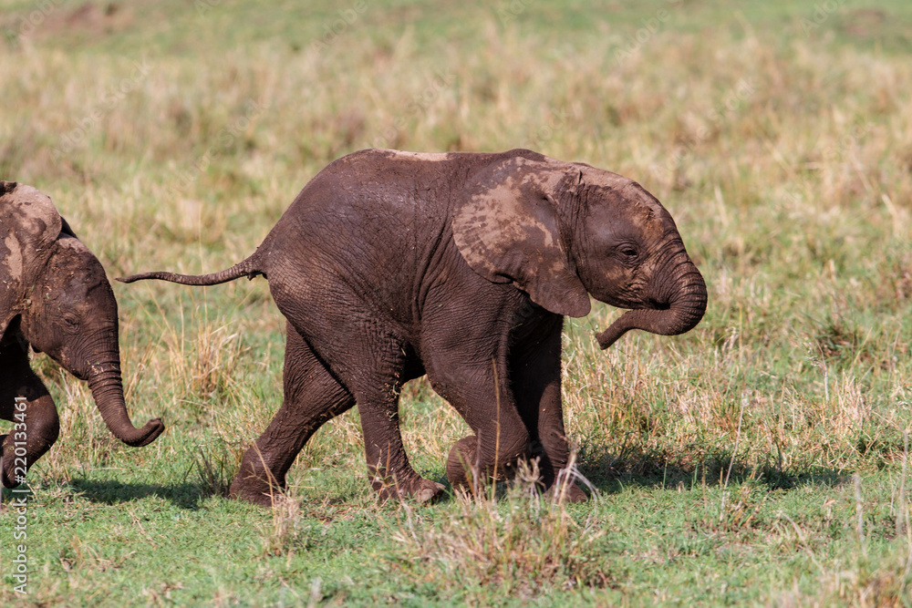 Fototapeta premium Elephant calf walking in the family herd in Masai Mara National Park in Kenya