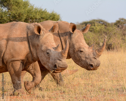 Two White Rhinos walking