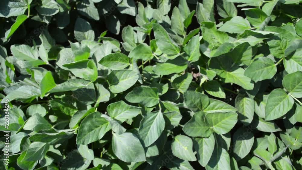 Soybean crops in field Soybean crops in field