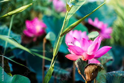 Beautiful  Da Helian lotus in NEW taipei taiwan photo