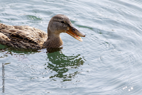 canard colvert femelle photo