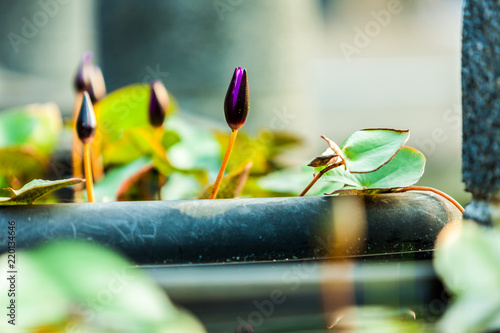 Beautiful  Da Helian lotus in Taipei Botanical Gardentaipei taiwan photo