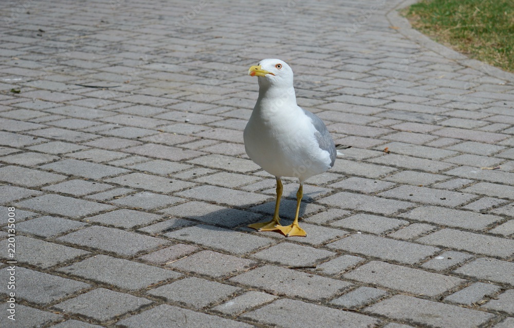 Obraz premium seagull in the park