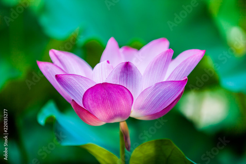 Beautiful Da Helian lotus in Taipei Botanical Gardentaipei taiwan