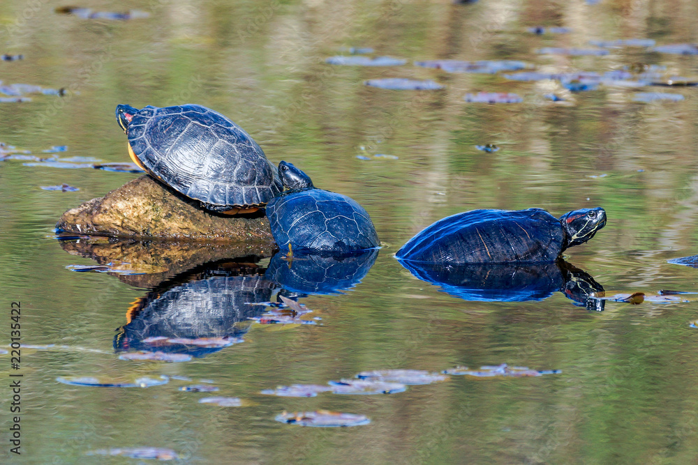 Obraz premium Red-eared Sliders