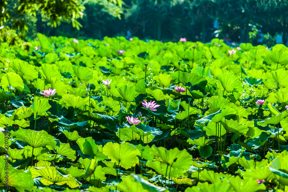 Beautiful Da Helian lotus in Taipei Botanical Gardentaipei taiwan Beautiful Da Helian lotus in Taipei Botanical Gardentaipei taiwan