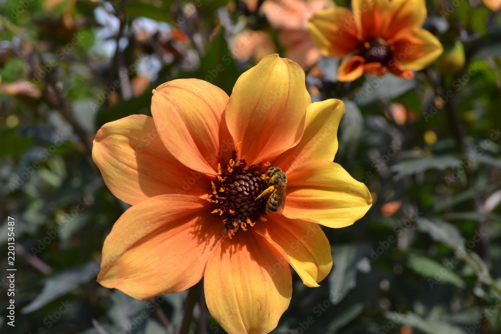 Closeup photograph of a bee on an orange dahlia flower. Closeup photograph of a bee on an orange dahlia flower.