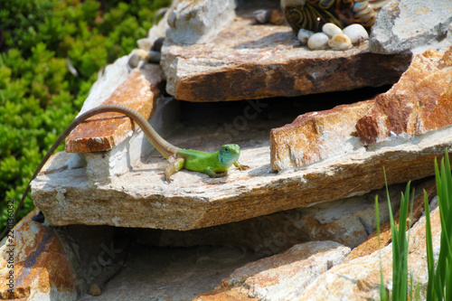 Small green lizard on a rock