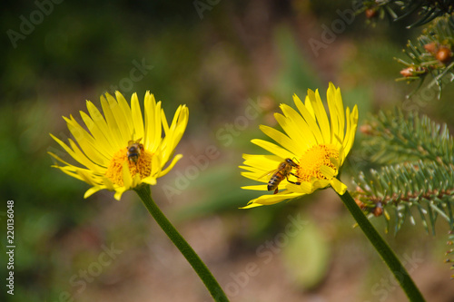 Two bees feeding from calendula flowers